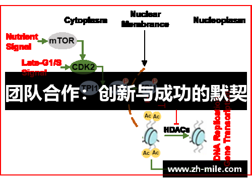 团队合作：创新与成功的默契